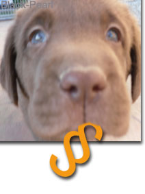 Black-Pearl .:. Impressum